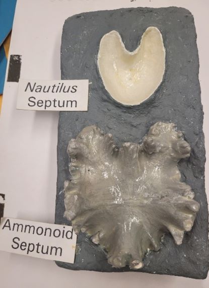 Image comparing nautiloid and ammonoid septa.